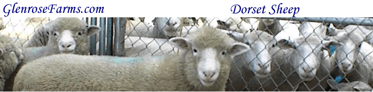 sheep grazing on the north 10